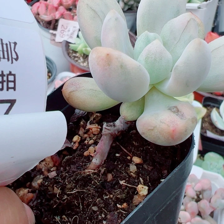 奥普锦多肉植物392