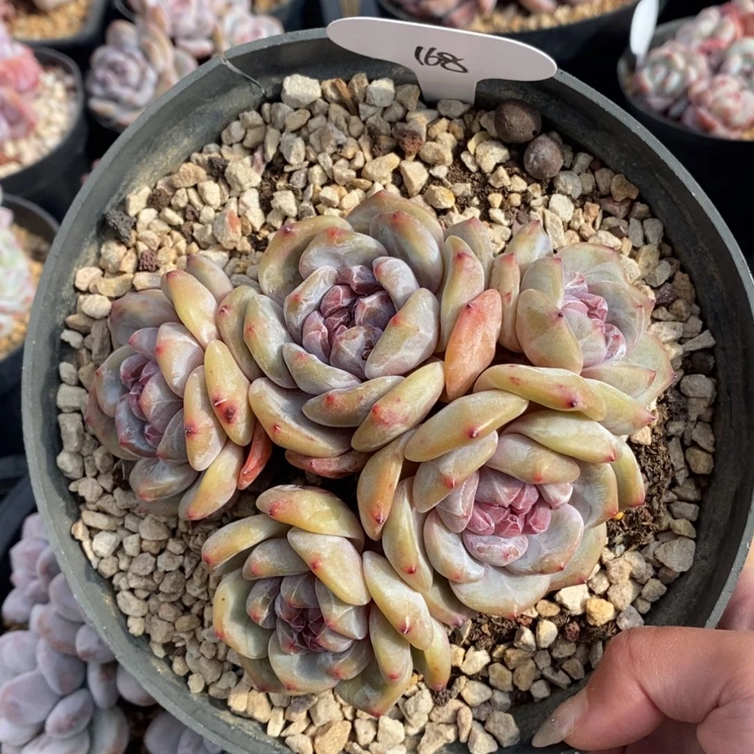 五头短肥圆脸朝上绿底紫心