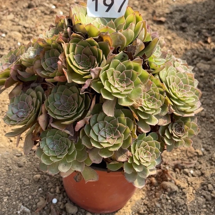 无花朵197对肉植物红魔