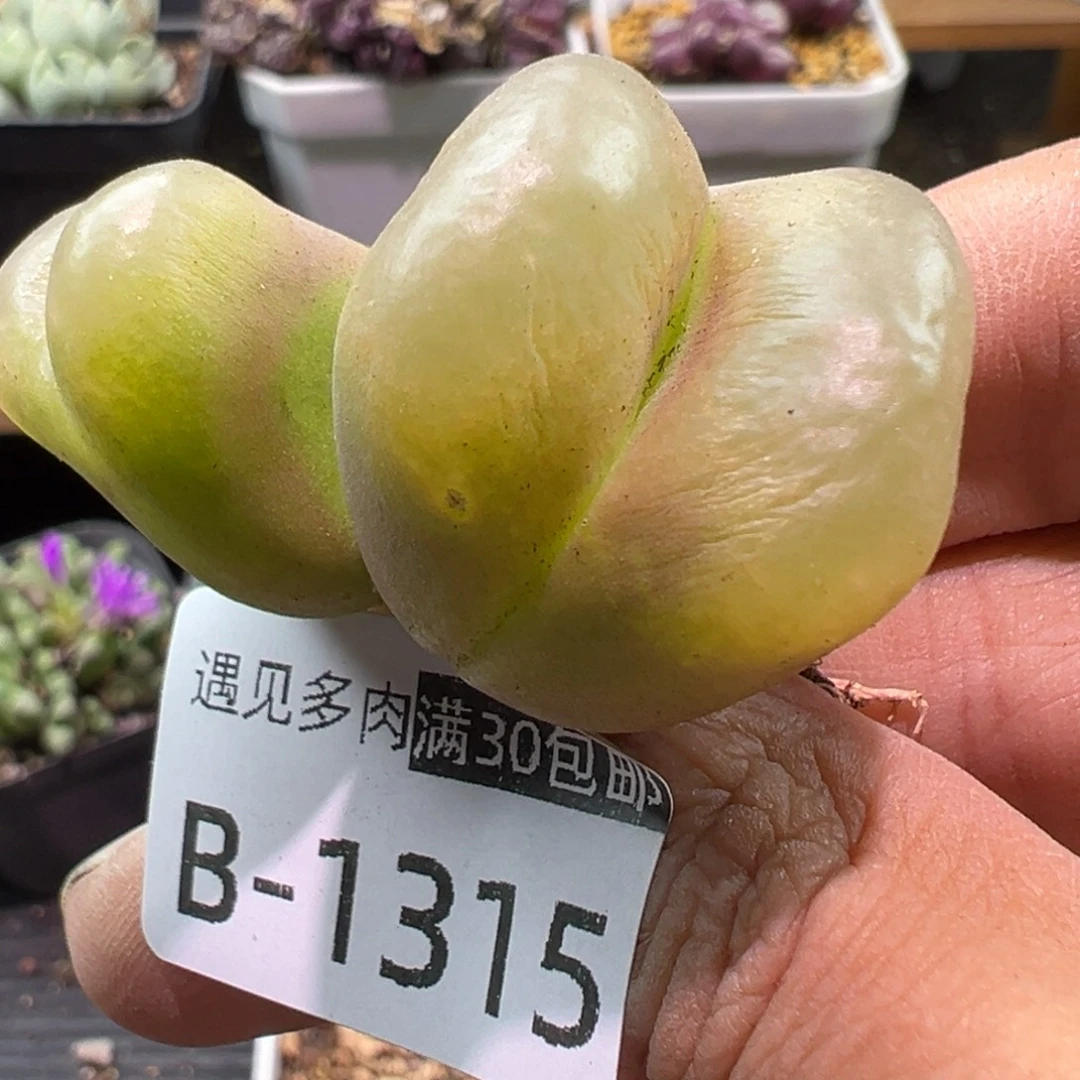 多肉植物1111111111111