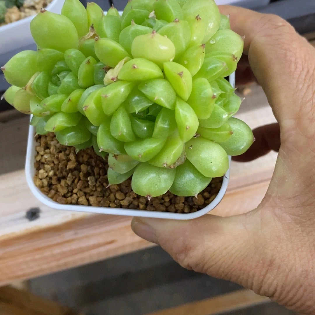 精品多肉一物一拍不包整202