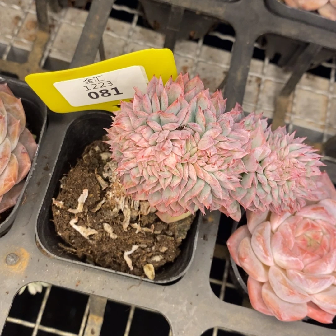 福利多多。1223080