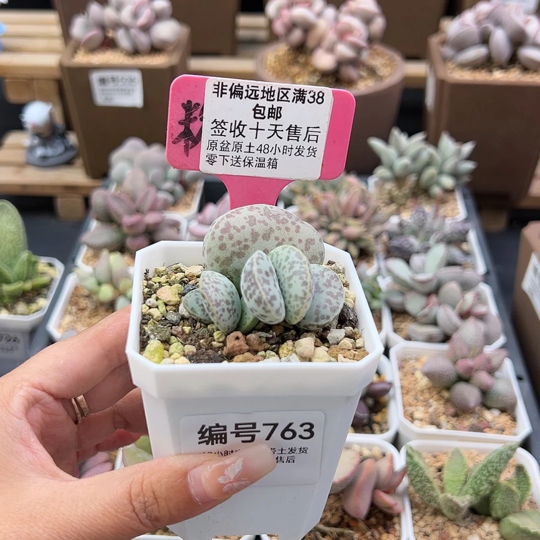 沐***763花旦多肉植物