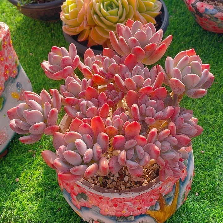 谢谢你的支持00000128