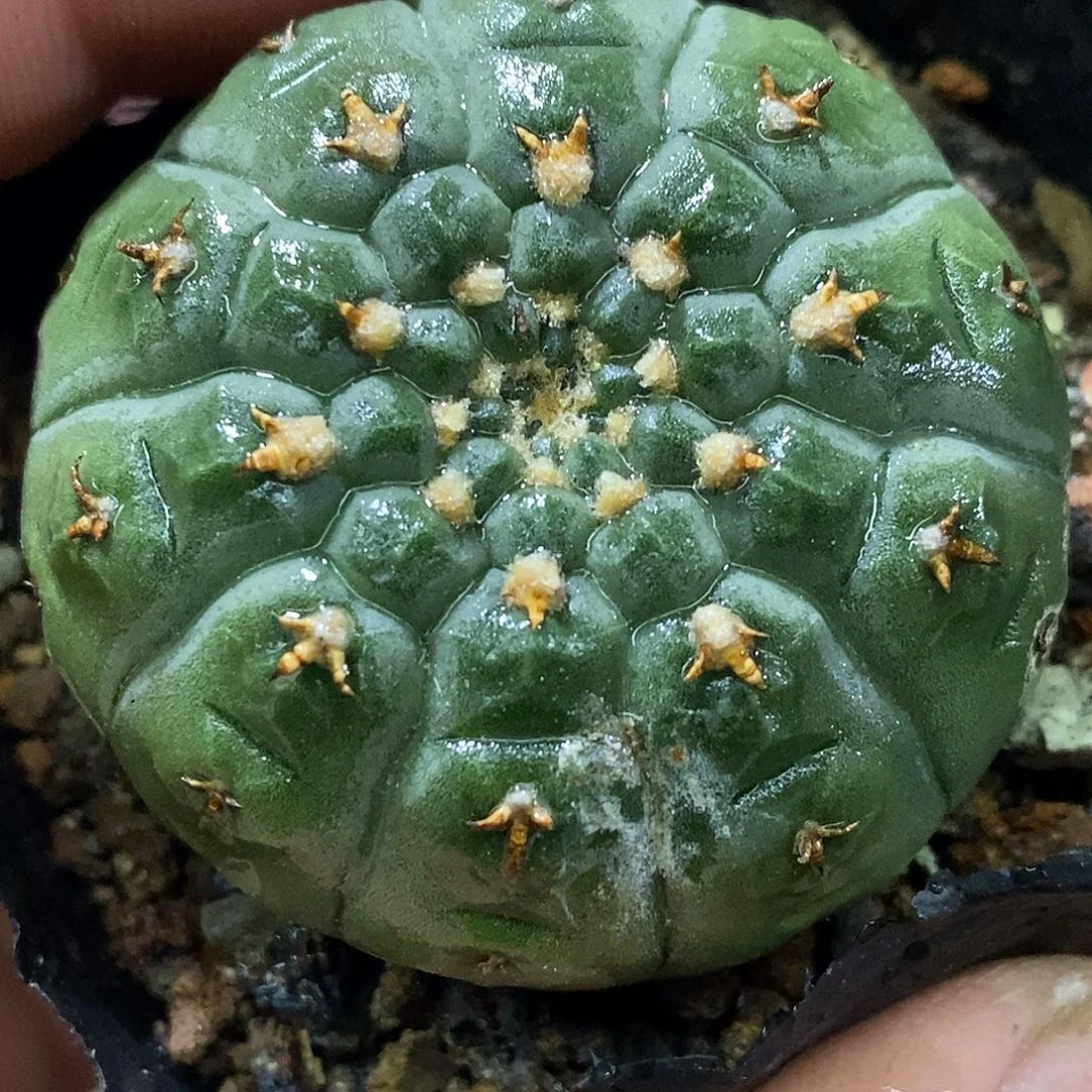 孤品实生特选株极致短豪刺螺旋纹怪龙丸