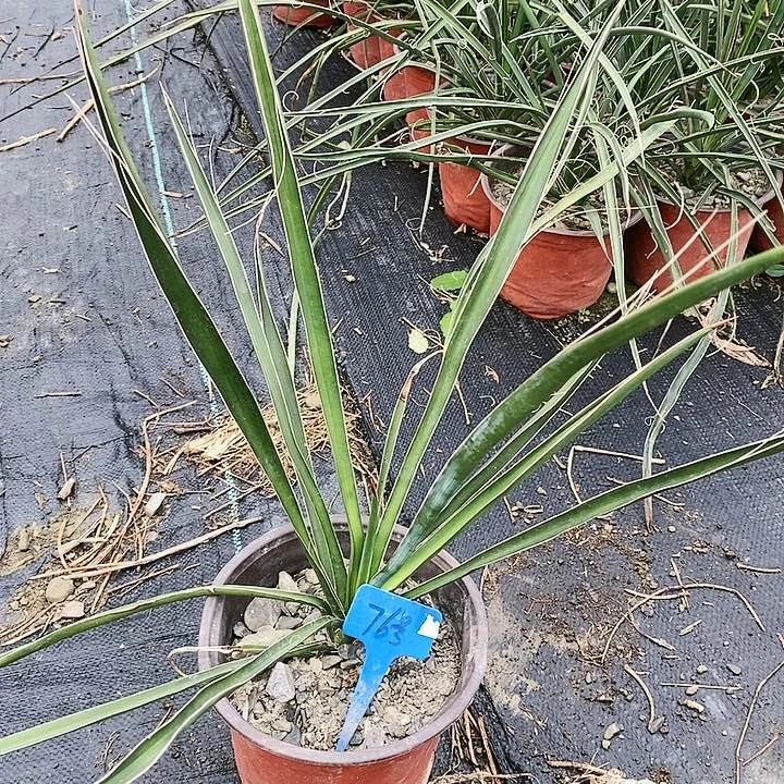 【闪购商品】无花朵香蕉丝兰