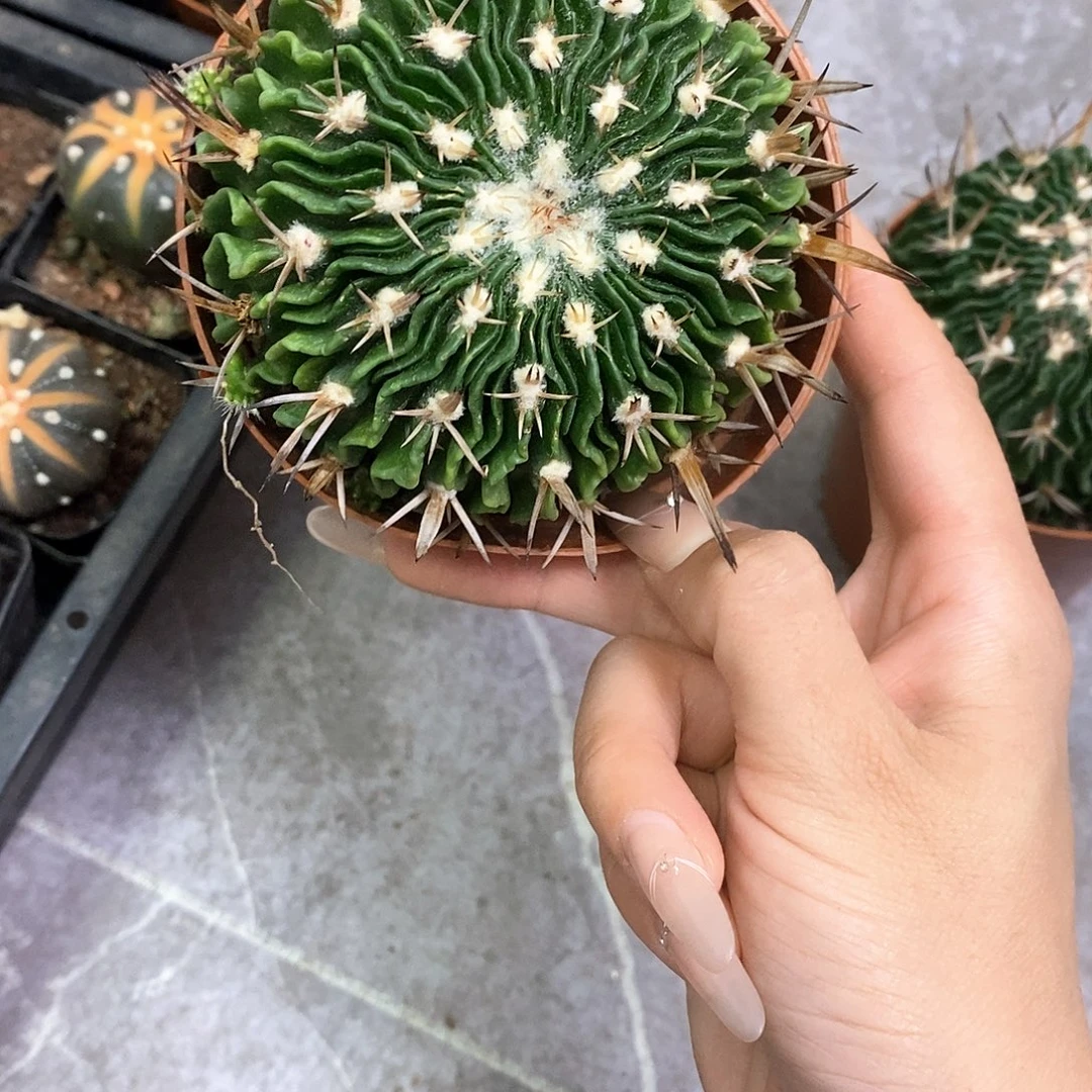 ℒ****一物一拍一棵仙人球