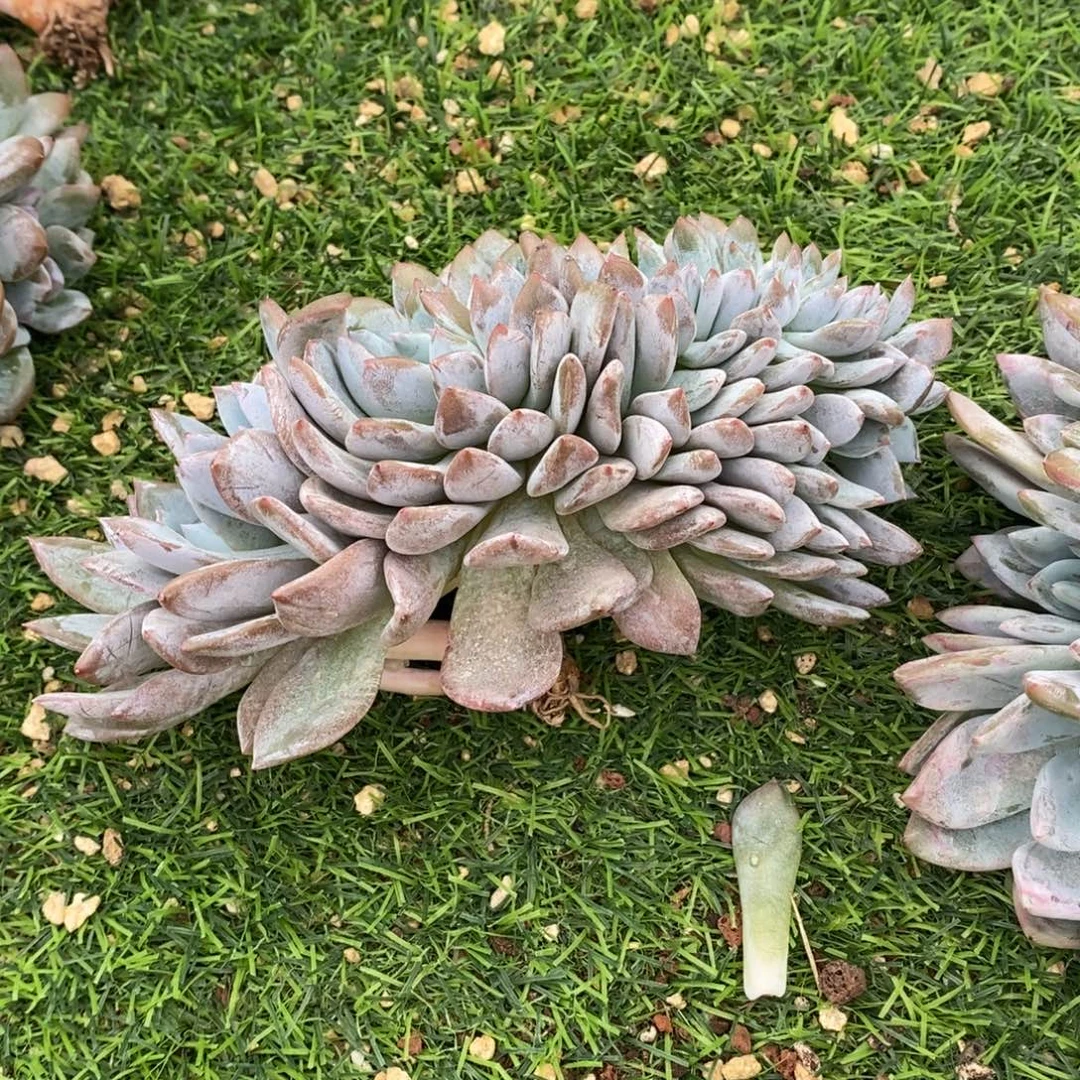 .***湘星影缀化树缀化树