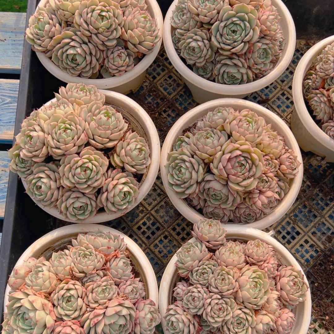 150杯苯巴蒂斯，满18包邮