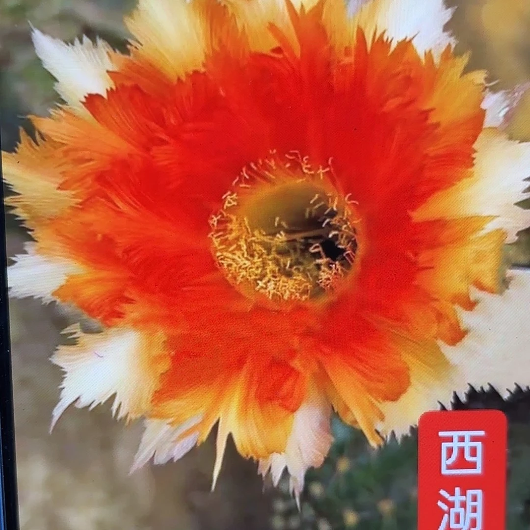 魔羽彩侧牙20包邮14