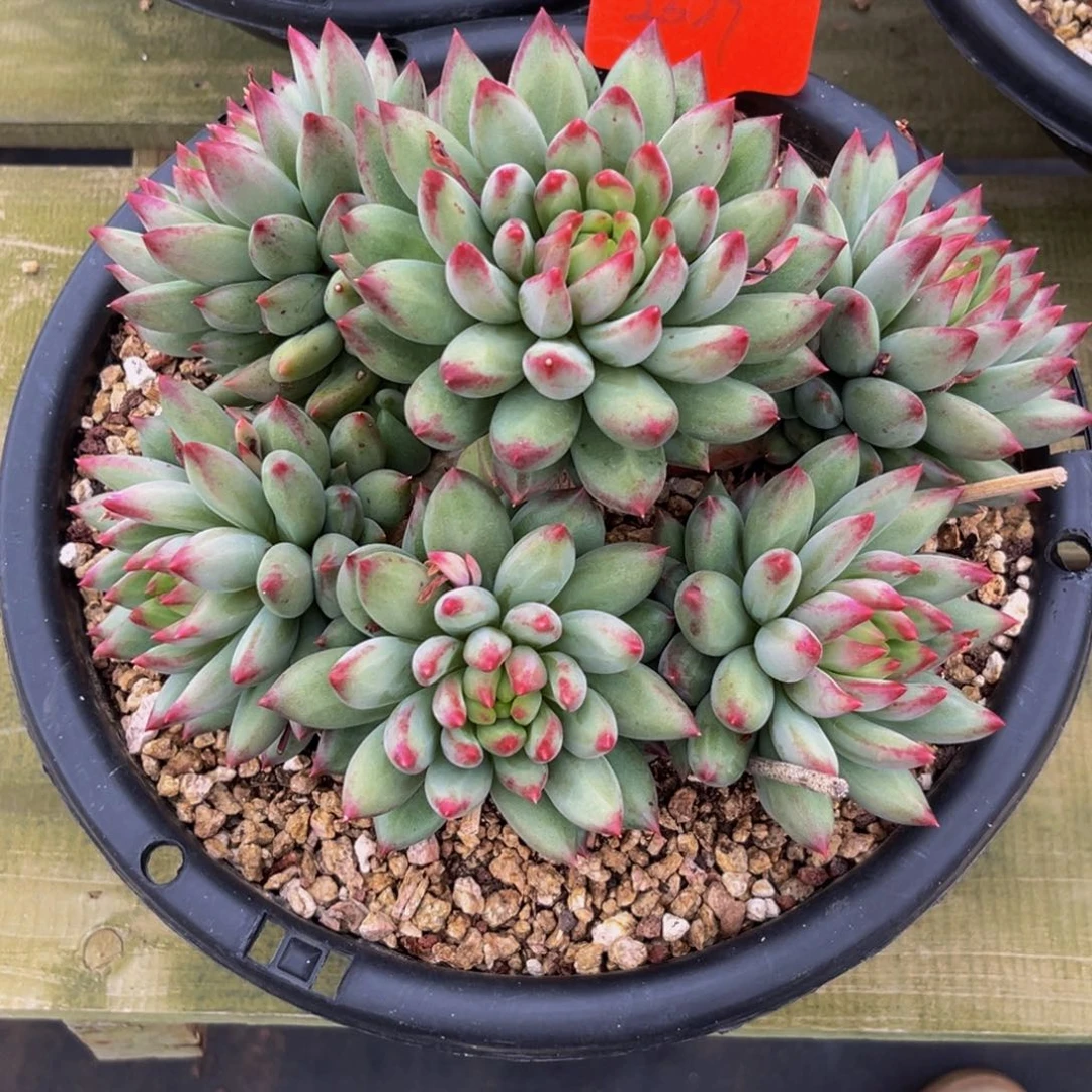 2329下午多肉植物群生