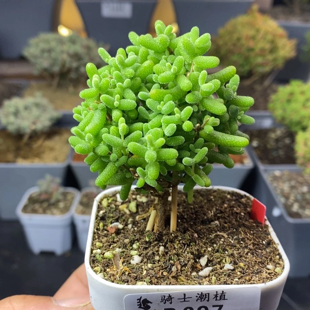 097金桔糖球枝干