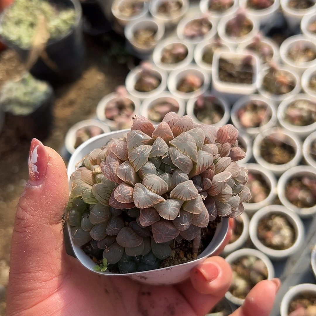 多肉植物籍玉露群生