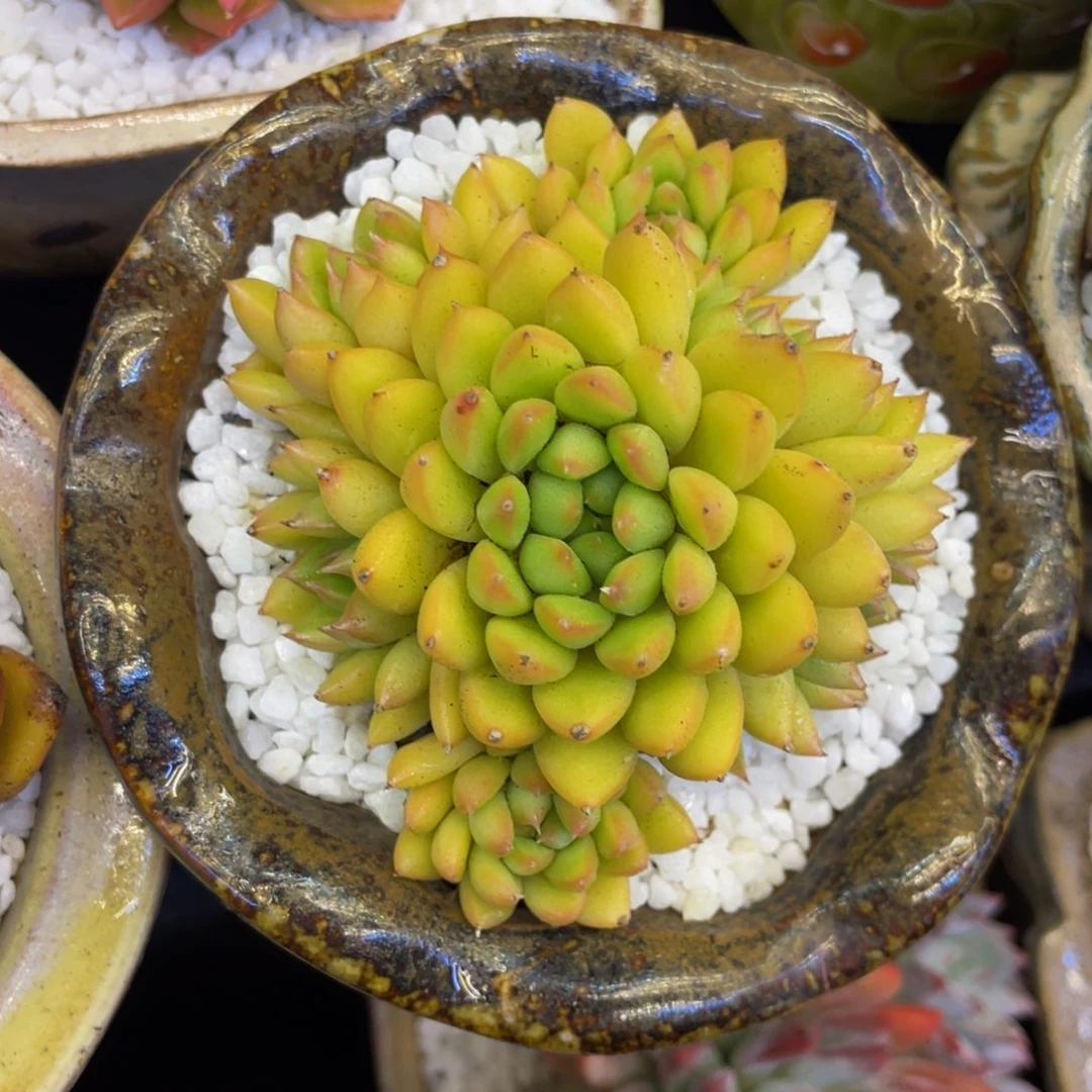 奶昔冬云多肉植物盆栽