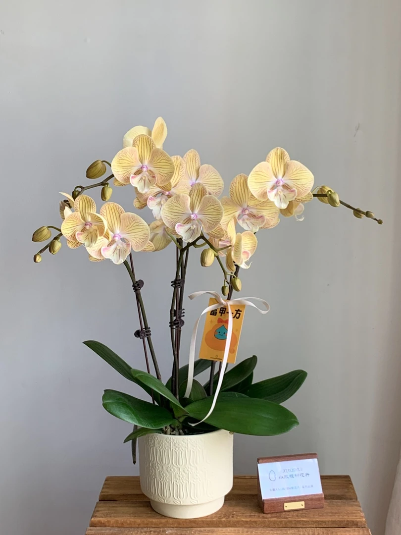 【金丝雀】稀有AA级蝴蝶兰小水甄选 变色系七彩颜色提拉米苏