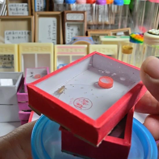 石老师大黄＋石电报蛉＋石杂青竹蛉