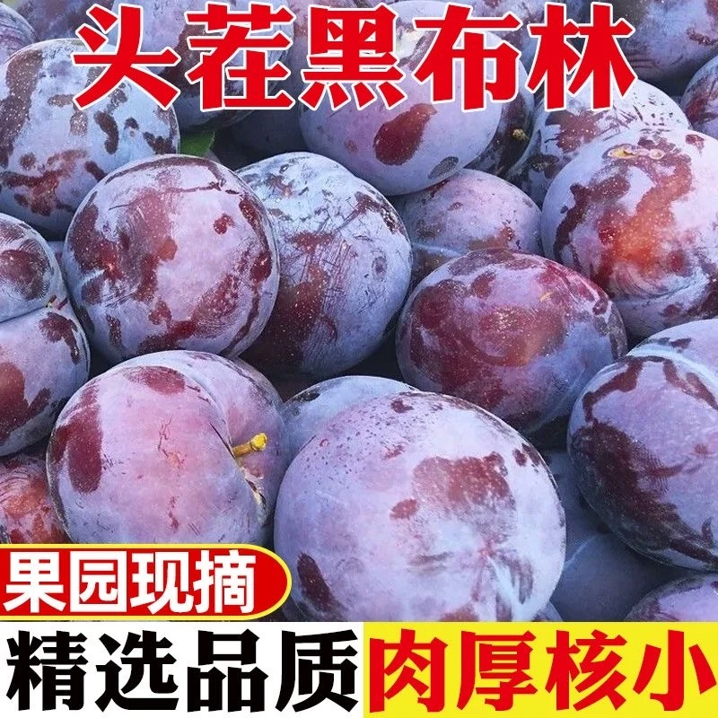 黑布林宝宝孕妇水果小王子玫瑰血丝李现摘当季时令孕妇水果黑布朗