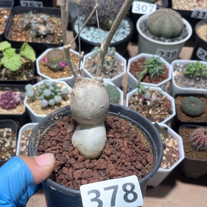 378柳叶麒麟块根植物