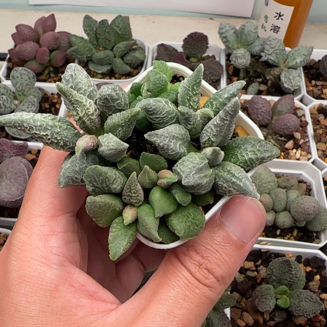 融冰水泡多肉植物