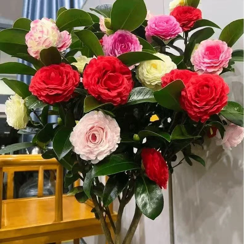 【加高加大80cm-100cm】五色茶花原盆原土带花苞发