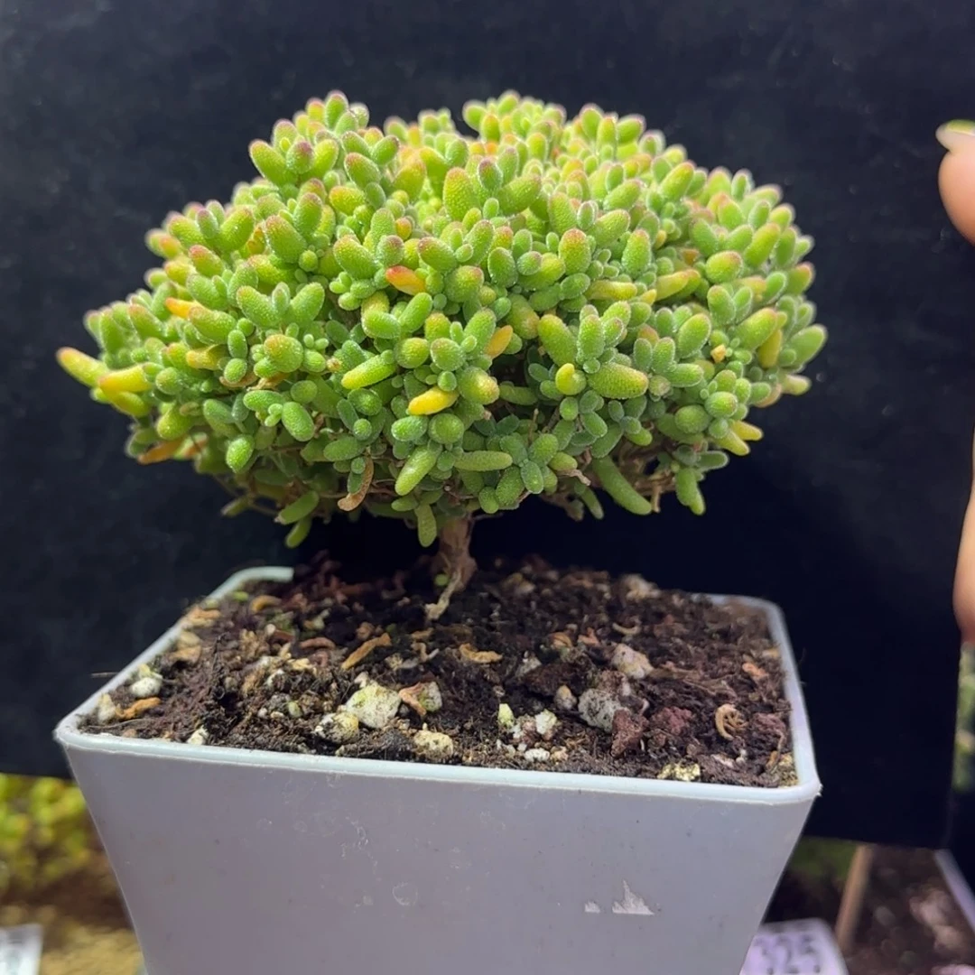 dy1361橘子糖直杆蘑菇头大树型冠幅8cm