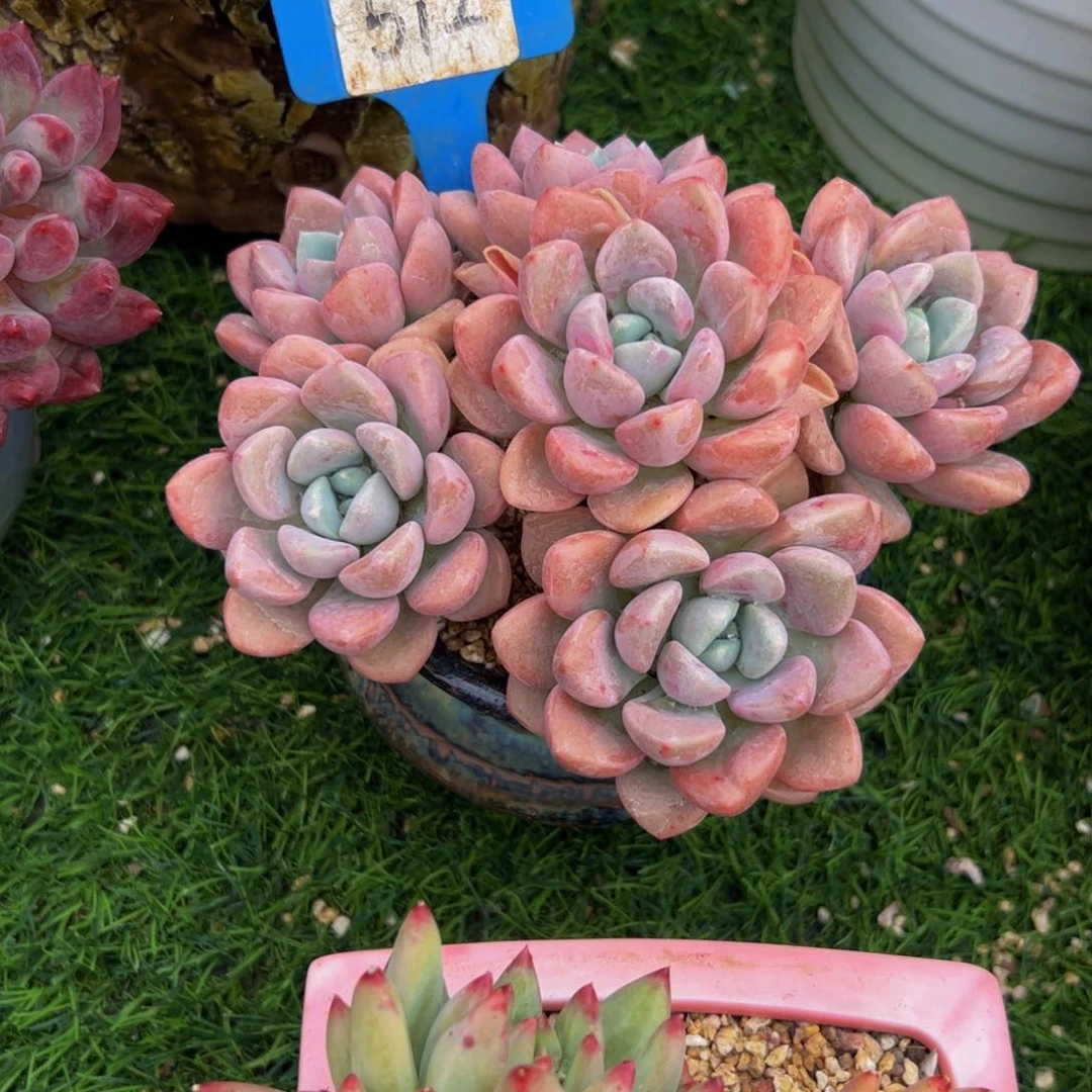 杨*姐花瓣露小老桩多肉