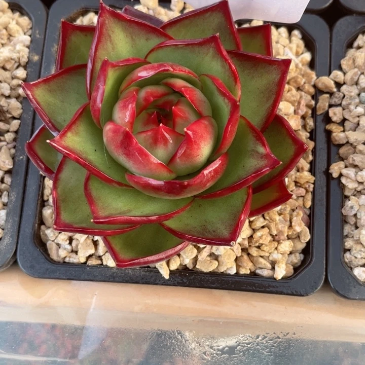 惊鸿仙子多肉植物22819