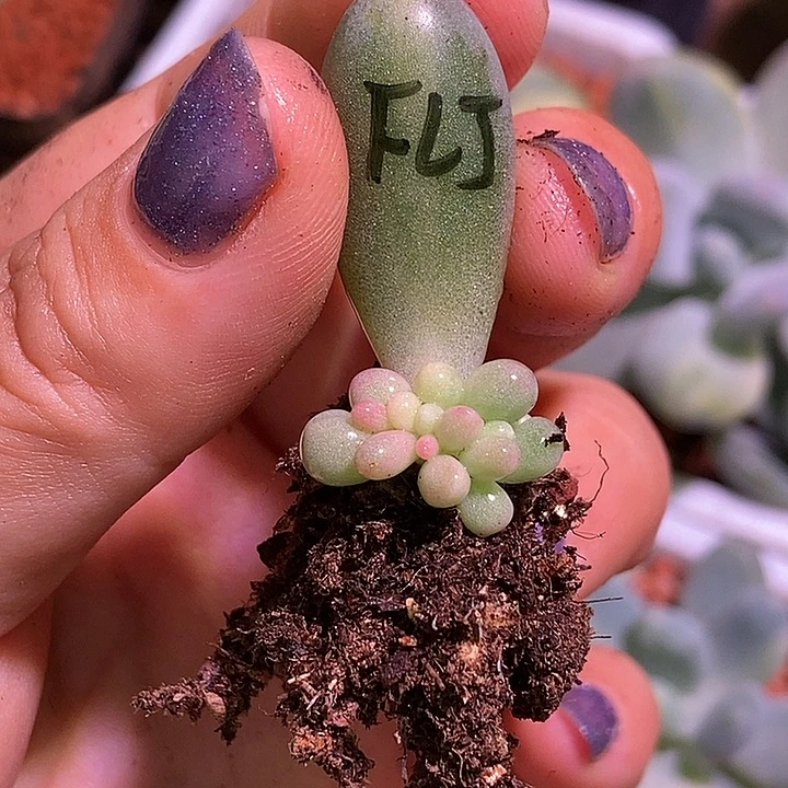 粉色恋人锦多肉植物