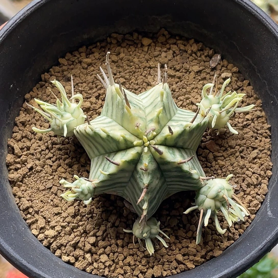 斑马锦大戟 5个侧芽