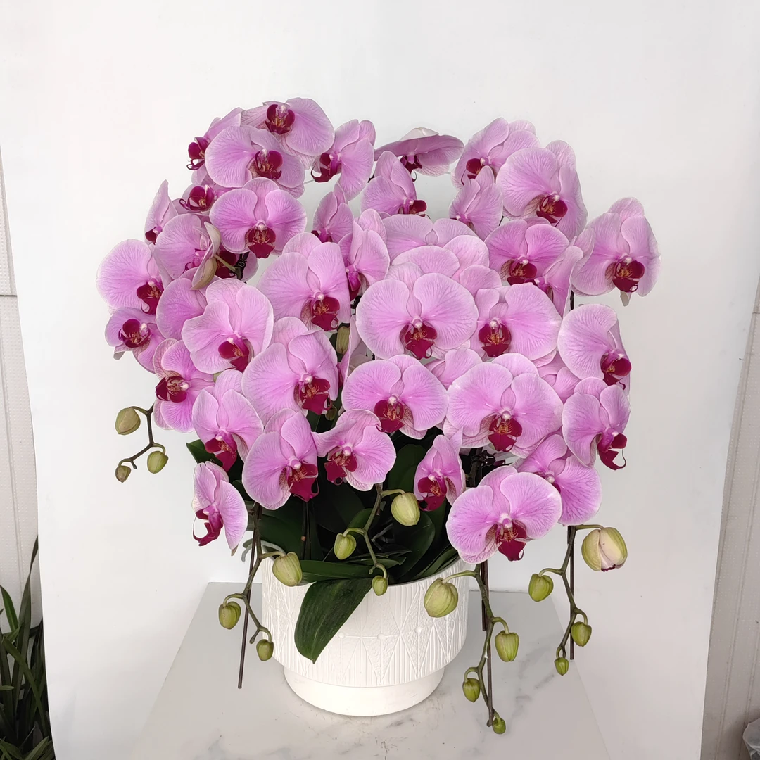 蝴蝶兰1盆花色可选