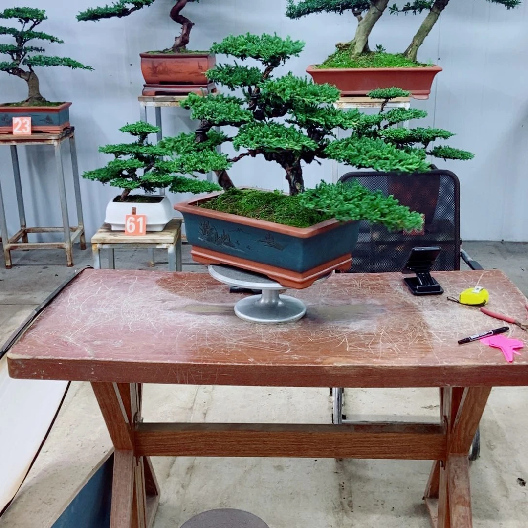 无花朵珍珠柏盆景