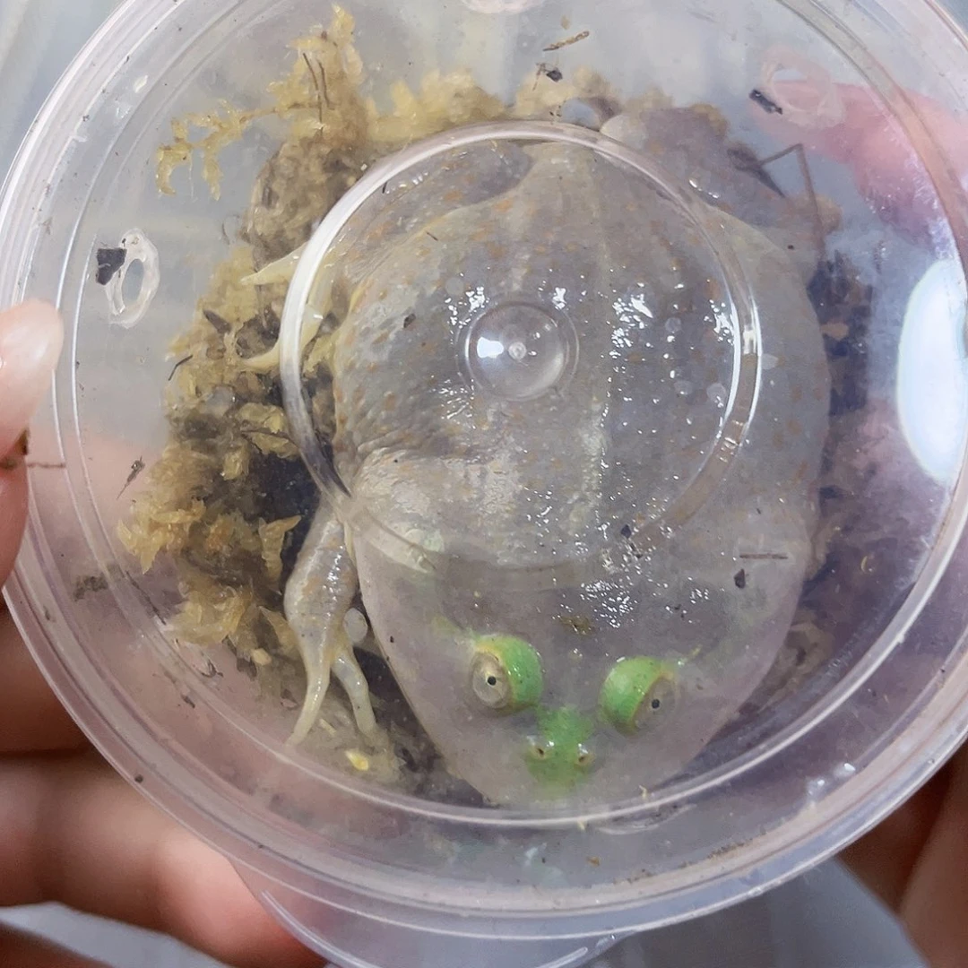 角蛙小丑蛙专拍链接一只包邮