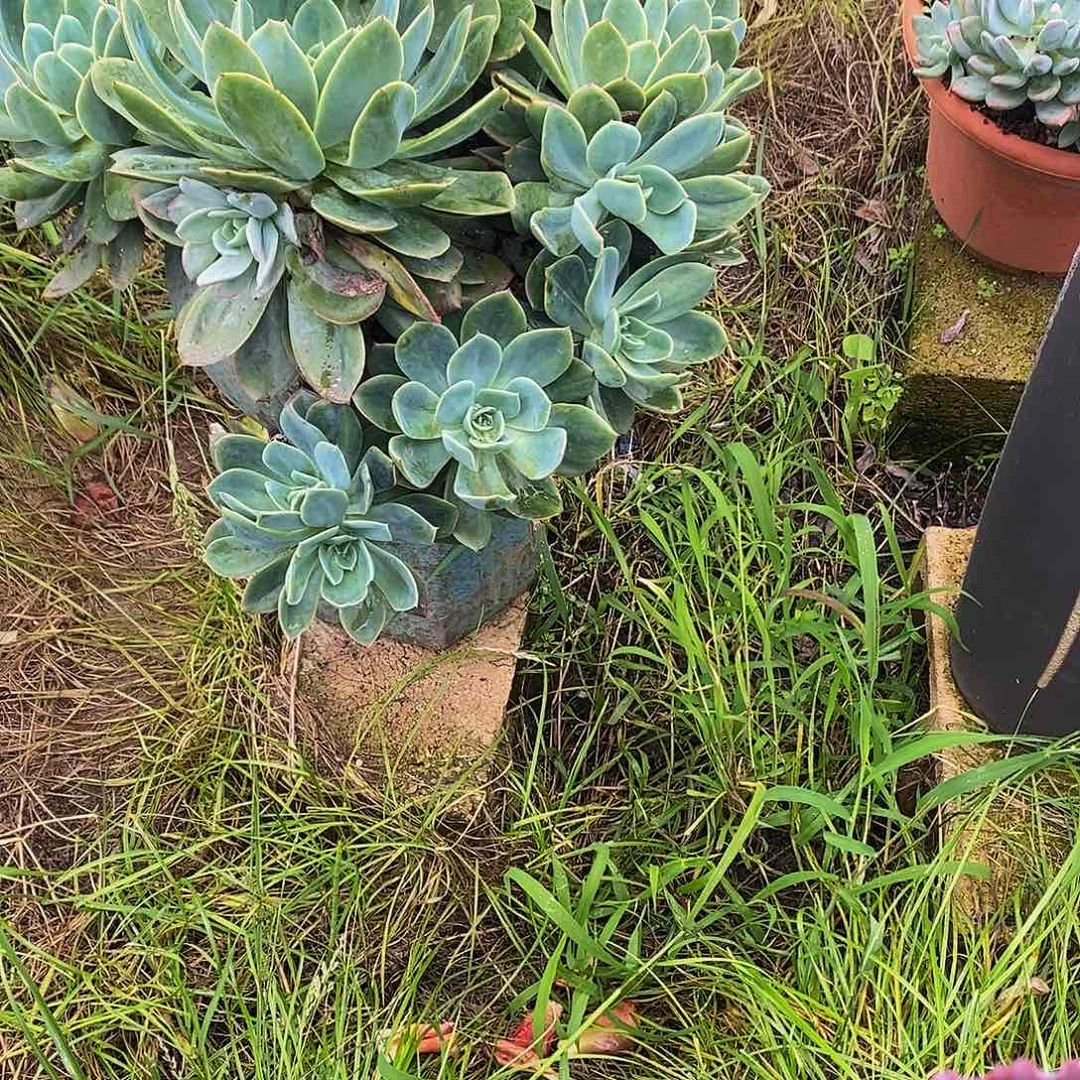 (***)绮罗仙子多肉植物带盆物流自理
