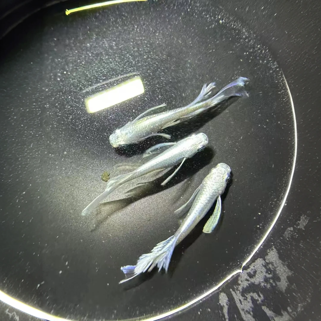 【长鳍/短鳍天使之翼】观背青鳉淡水冷水鱼免加温免打氧