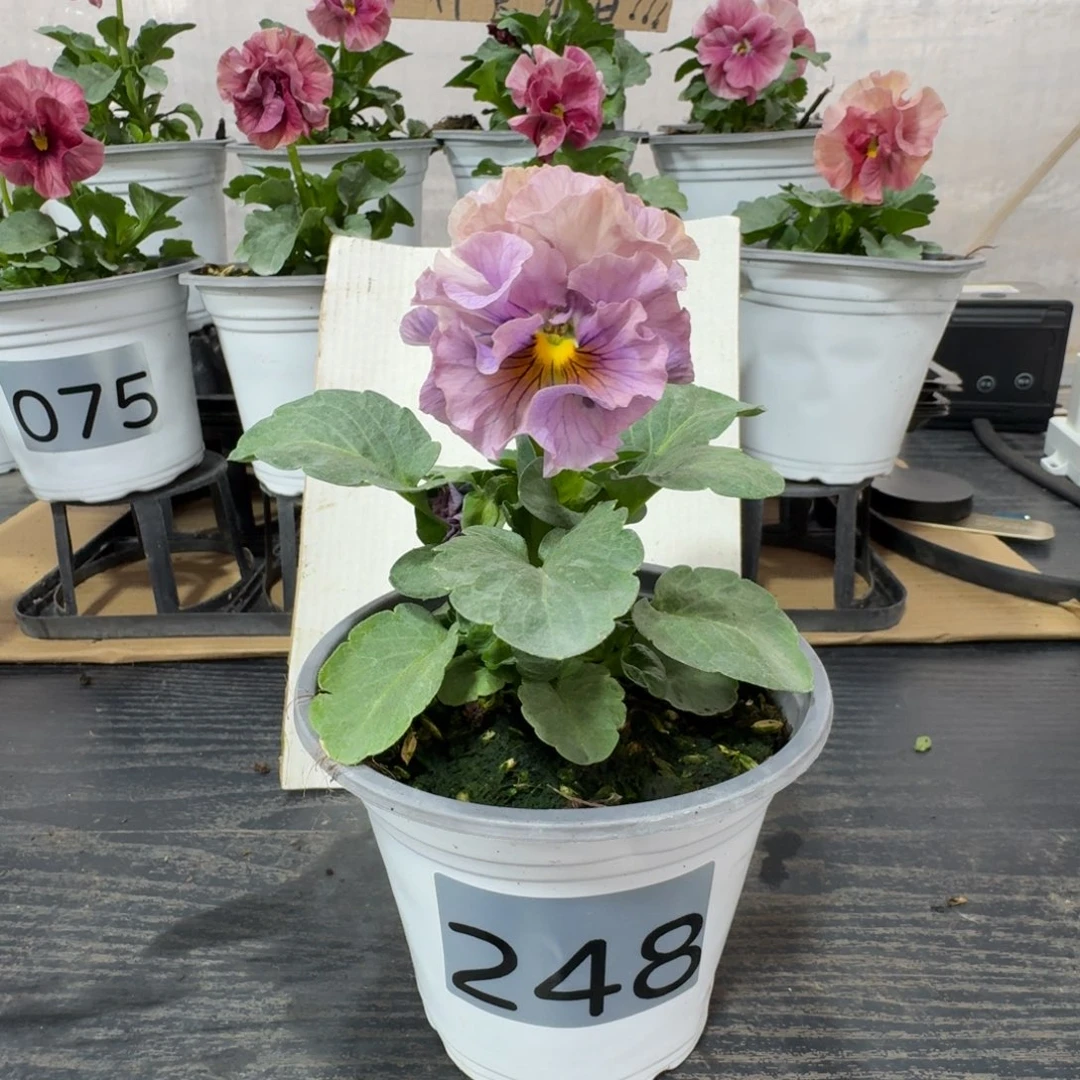 全部花朵248号洛可可