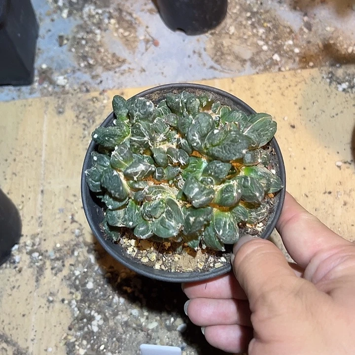 无花朵牡丹大群一物一拍