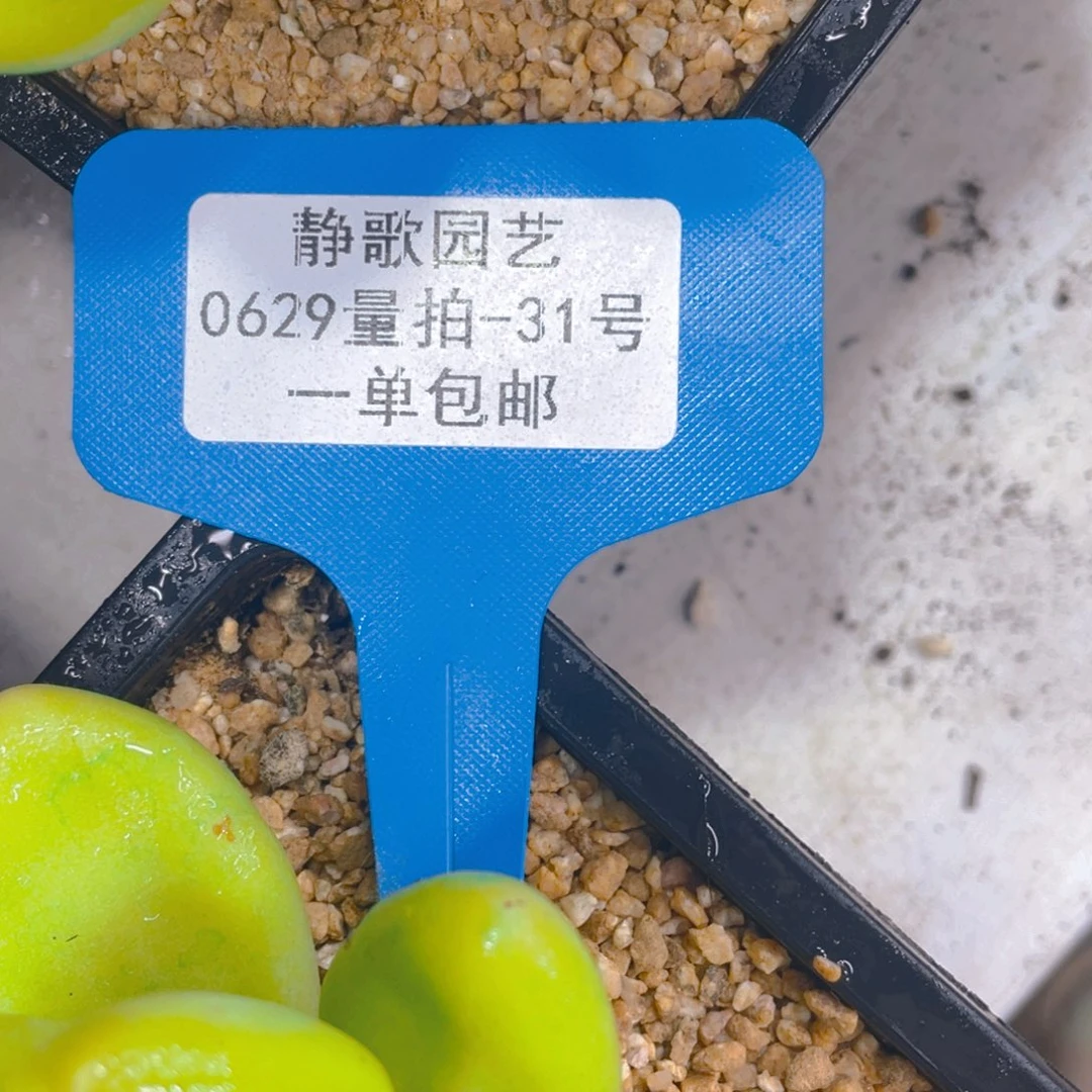 0629-31-开播福利一颗