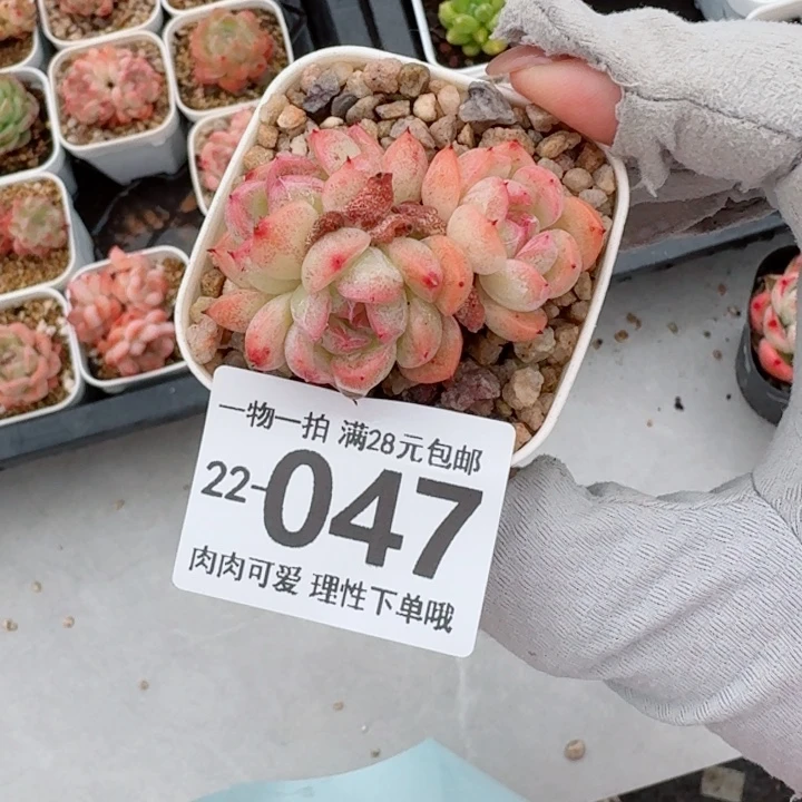 甜心珍妮多肉多肉多肉植物多肉