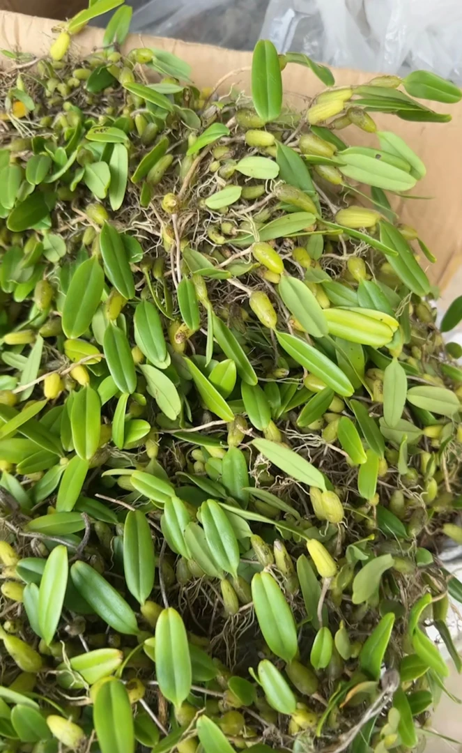 新鲜单叶中小果石橄榄 野生滋补煲汤食材