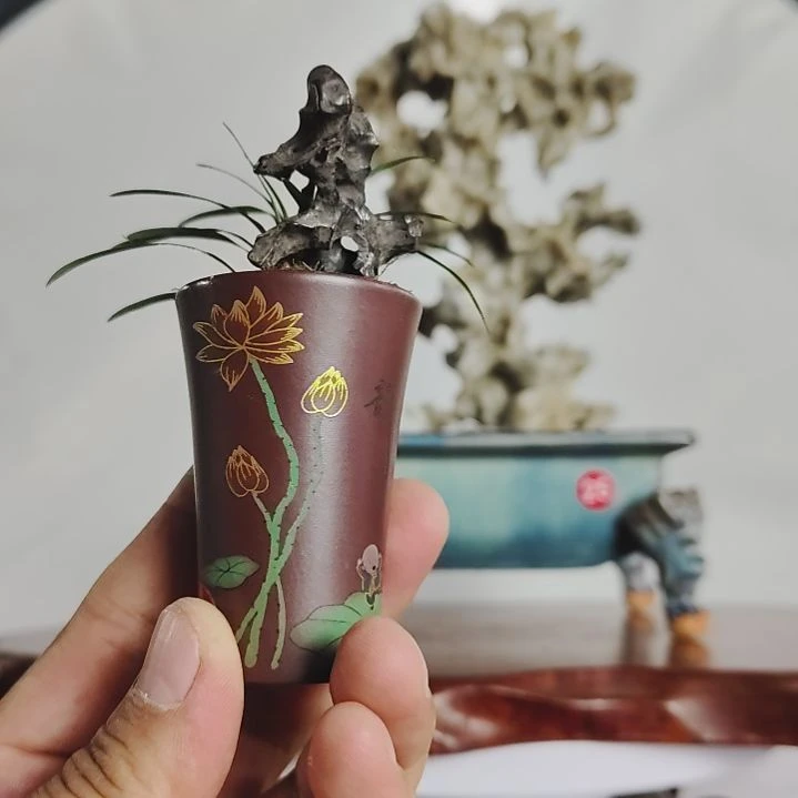 无花朵盆景，姬蒲草，太湖石