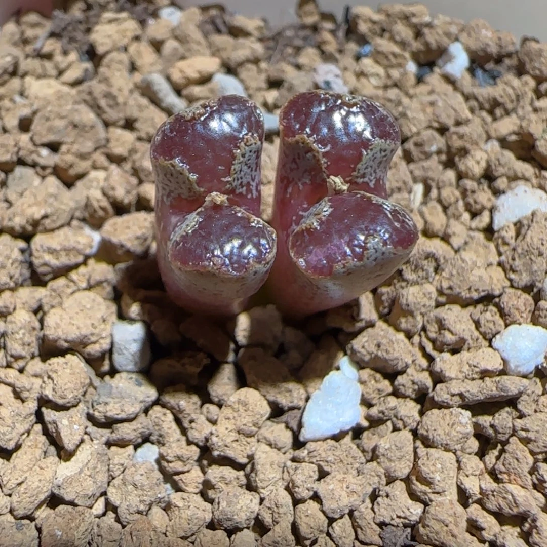 肉锥多肉植物组合-蝴蝶长腿1090