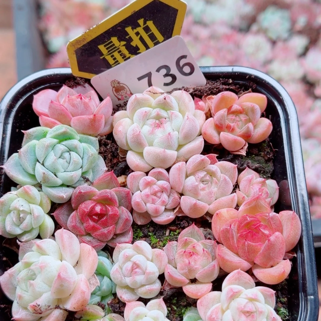 多肉植物多肉植物