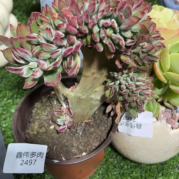 F****0鑫伟多肉红兔耳缀化2497