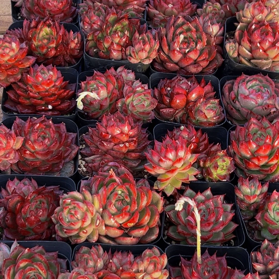 285多肉菜市场上有很多的