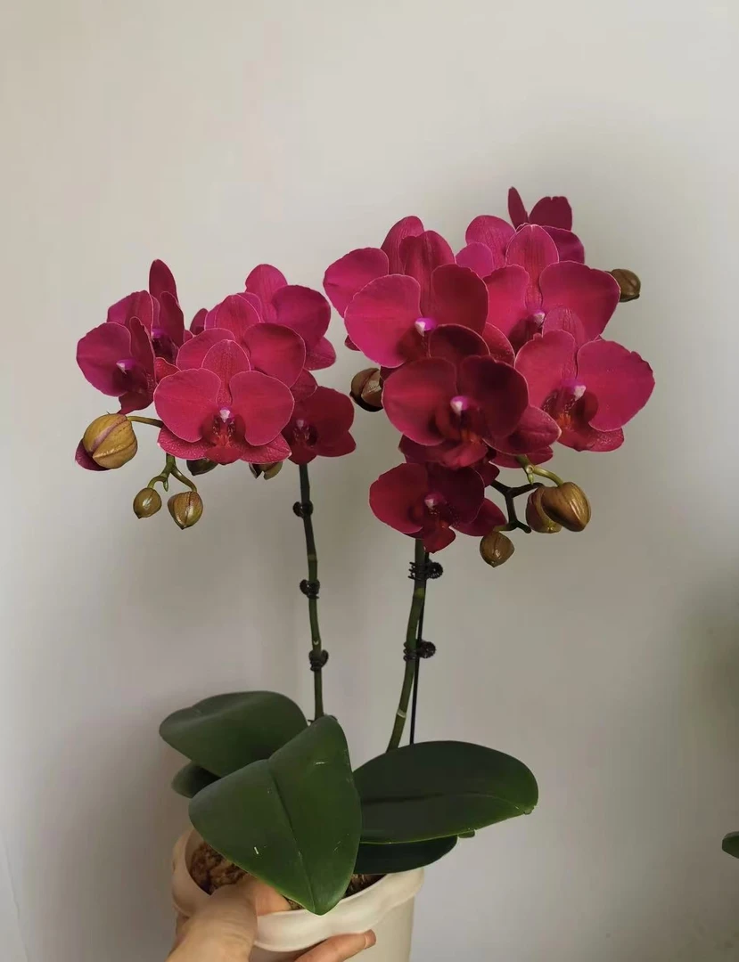 蒙特勒安祖蝴蝶兰(苗子发货3.5寸杯)