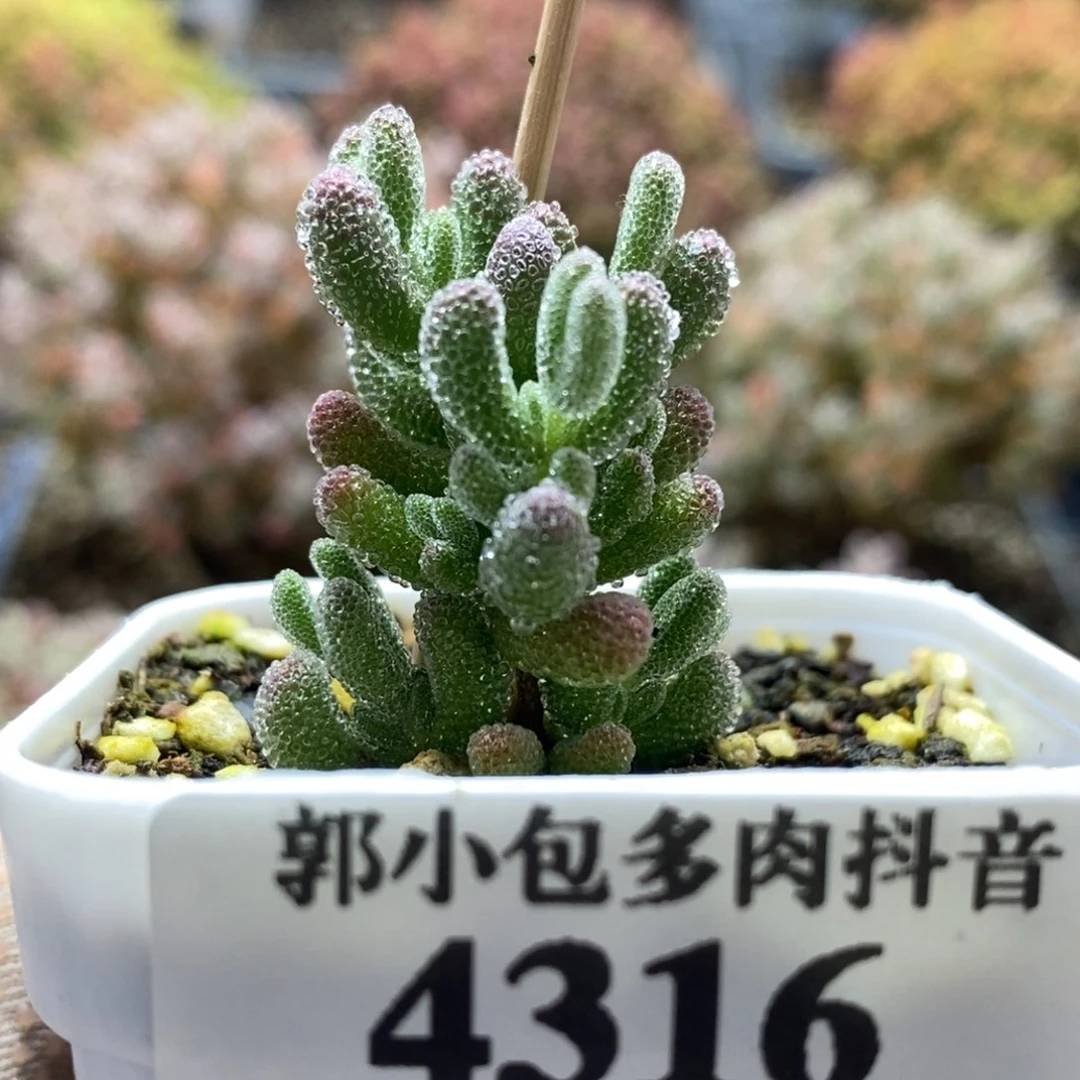 优选冰晶4316枝干番杏