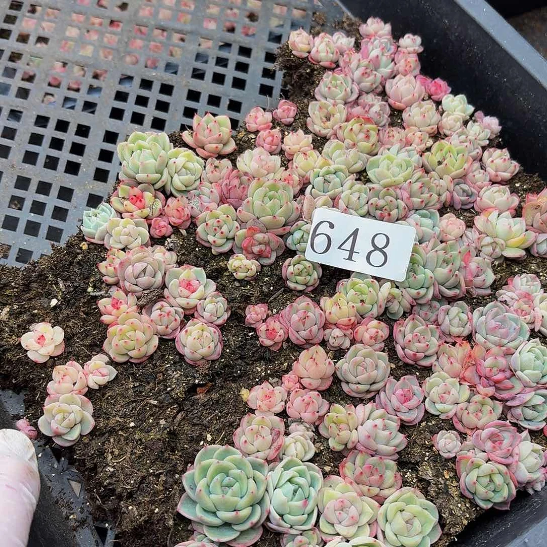 多肉植物多肉植物648