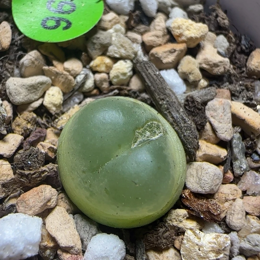 拉登1.2+多肉植物796
