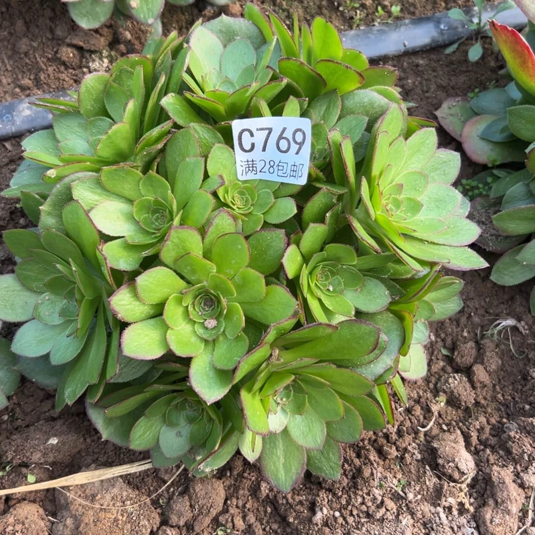 769多肉植物  圣罗兰