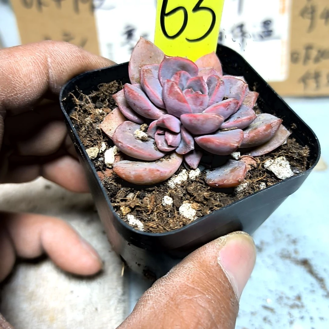 满6元包邮，#紫卡俩颗63号